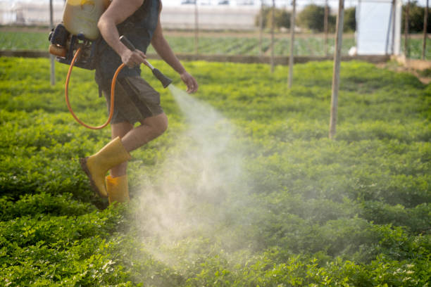 Best Wasp Removal Services  in Mexico, IN